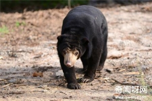 体型最小的熊类是什么这种熊长什么样主要生活在哪里