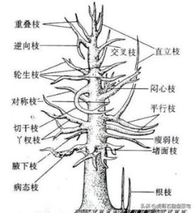 桂花树抽的新梢能剪是真的吗？