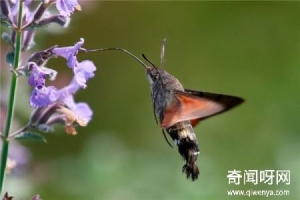 蜂鸟鹰蛾是益虫是害虫蜂鸟鹰蛾为什么是害虫