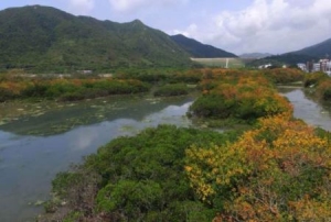 深圳有几个红树林公园 深圳红树林景点推荐