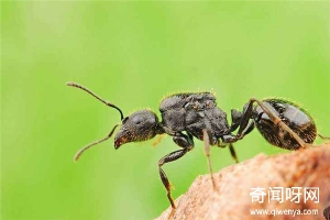 针毛收获蚁分布广泛属于收获蚁(对植物伤害很大)