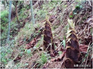 雨后的春笋为什么长得特别快？