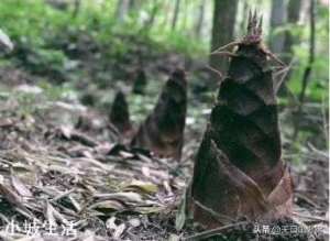 雨后的春笋为什么长得特别快？