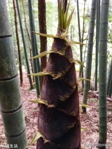 雨后的春笋为什么长得特别快？