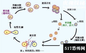 女孩怀上老鼠是因为用的卫生巾上有老鼠受精卵？