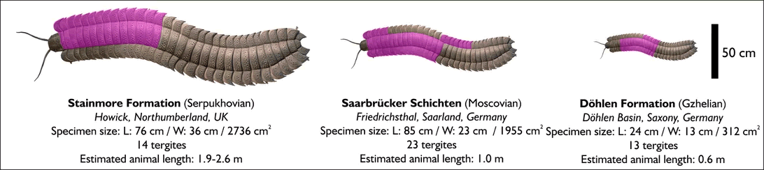 英国英格兰海滩发现有史以来最大的巨型千足虫化石 生活在石炭纪时期有2.7米长