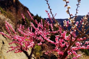 冬天适合去哪里赏梅花 冬季赏梅胜地