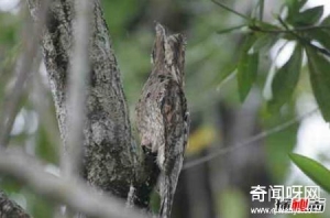 鸟有哪些防御方法?盘点防御力最强的前10鸟类预料之外