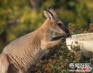 夏威夷有什么动物?盘点夏威夷10大代表动物比熊猫还珍贵