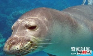 夏威夷有什么动物?盘点夏威夷10大代表动物比熊猫还珍贵