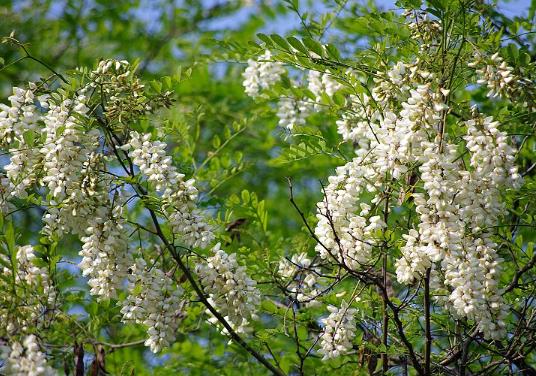 粉色洋槐花能不能吃？槐花有什么吃法