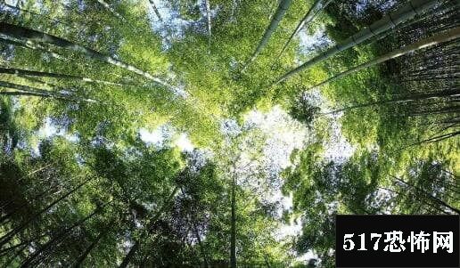 地球之肺是哪片热带雨林