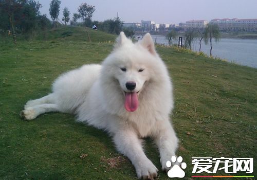 萨摩耶犬犬瘟热 最初体温升高达40度左右