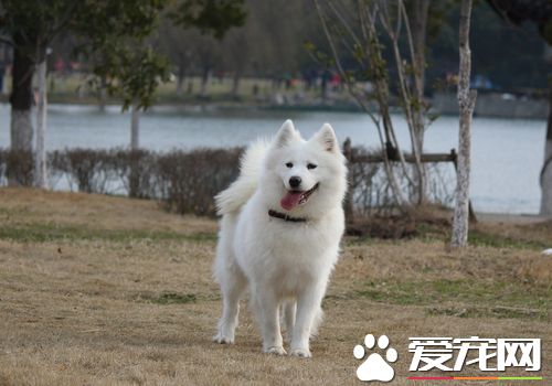 萨摩耶犬犬瘟热 最初体温升高达40度左右