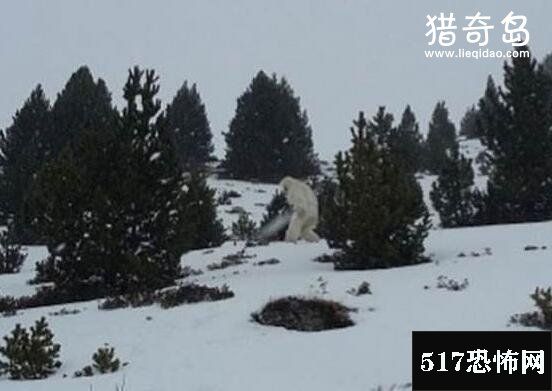 探索喜马拉雅山雪人秘密，奇怪雪怪竟是杂交混血熊