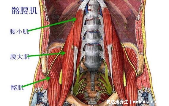 腰肌劳损疼痛的部位图片，注意和腰间盘突出区分(附医治法)