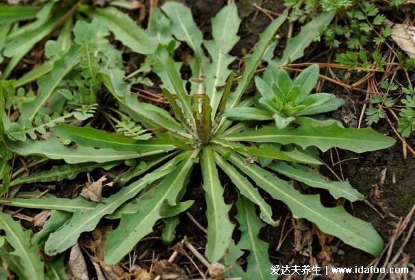 农村100种野菜图片，有些你肯定吃过(含荠菜/苦菜)