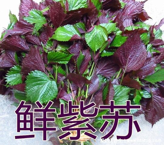 农村100种野菜图片，有些你肯定吃过(含荠菜/苦菜)