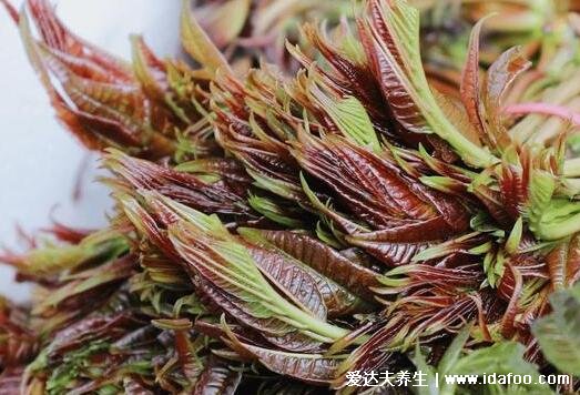 香椿含有致癌物已确定，并不准确但焯水步骤不可少(含亚硝酸盐) 