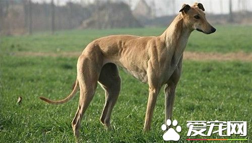 怎样训练灵缇犬的速度 必须从犬的幼龄开始