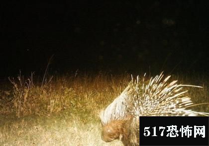 20张隐身摄像机照片记录野生动物真实生活