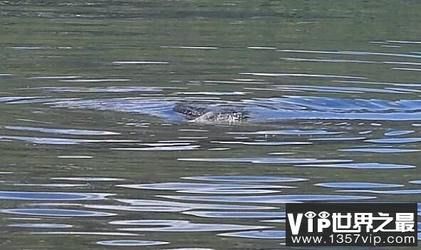 浅谈喀纳斯湖水怪谜团，原本是大鱼在作祟