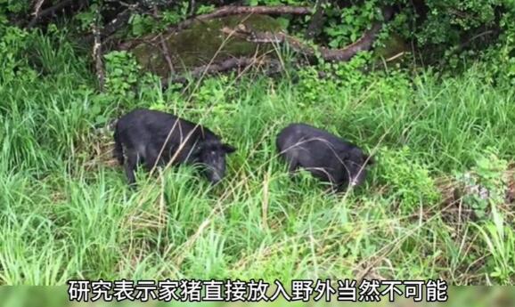 家猪放养会变野猪吗，为什么家猪会快速野化？