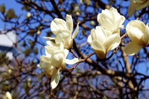 北京观赏玉兰花去哪里最美