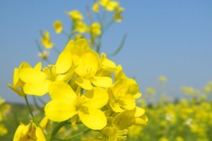 里水贤鲁岛什么是时候有花海 在哪个位置