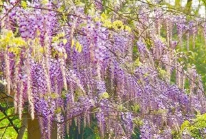 南京紫藤花哪里好看