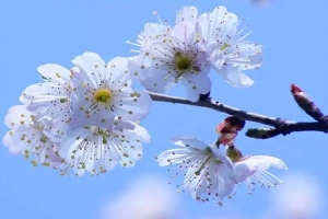 青岛看樱桃花最好的地方推荐