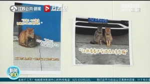 流浪猫成“警猫”化身为州溧阳一派出所反诈“宣传员”