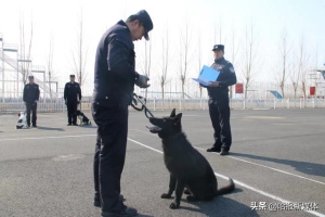 警犬“汪汪队”来啦！通过考核后将进入实战训练