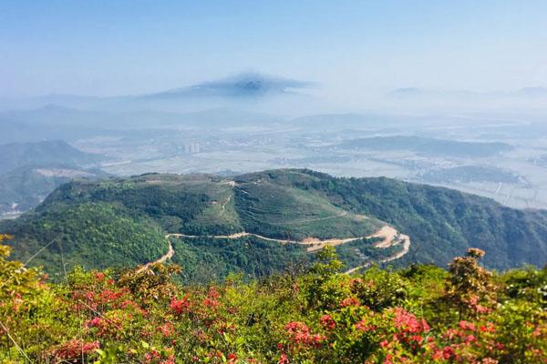 温州哪里有杜鹃花 五大杜鹃花海观赏地