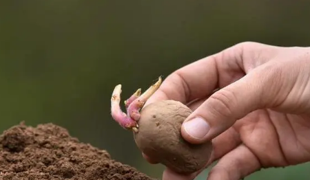 土豆发芽了把芽去掉还能吃吗2