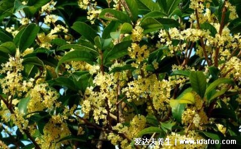 三种人坚决不能吃桂花，孕妇喝桂花茶小心流产(泡水九大禁忌)