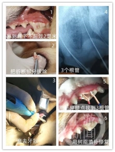 柯基啃骨头崩坏牙，主人为它DIY根管治疗：对不起，我是牙医！