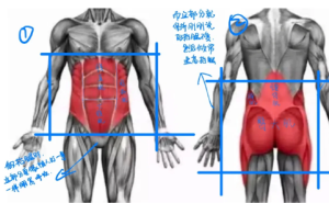 平常生活中需要收紧核心吗2