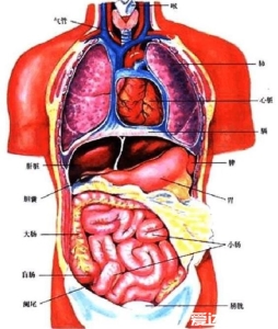 人体内脏器官位置分布图，五脏六腑的位置分布及功能介绍