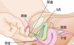 女孩内生殖器长什么样？女生内生殖器是怎么样的？(1)