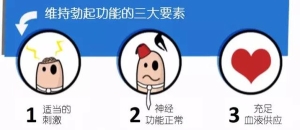 男人勃起是什么样的示意图片？男生小弟弟硬了是什么样？