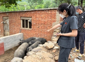 两条宠物犬咬伤邻家六头猪，犬主人该如何赔偿？