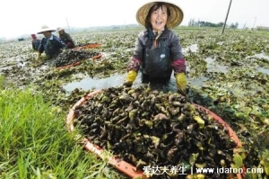 菱角、荸荠，男吃降火、女吃养胃、老人小孩吃消食解腻