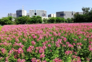 佛山免费赏花的地方有哪些