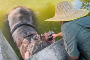 炎炎夏日，广州动物园如何给动物们消暑度夏？