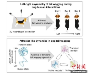 家犬摇尾有何运动特征？最新研究显示对人越熟悉越偏右