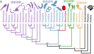 陕南发现5.35亿年前微体化石“皱囊虫” 蜕皮动物体构起源研究取得重要进展