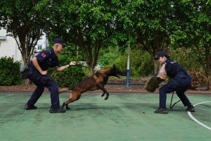 与犬为伴的警营师徒 三伏天训犬起早贪黑