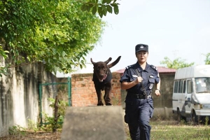 与犬为伴的警营师徒 三伏天训犬起早贪黑