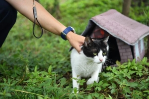 上海也有“猫岛”了！本市首个城市流浪猫管理中心挂牌